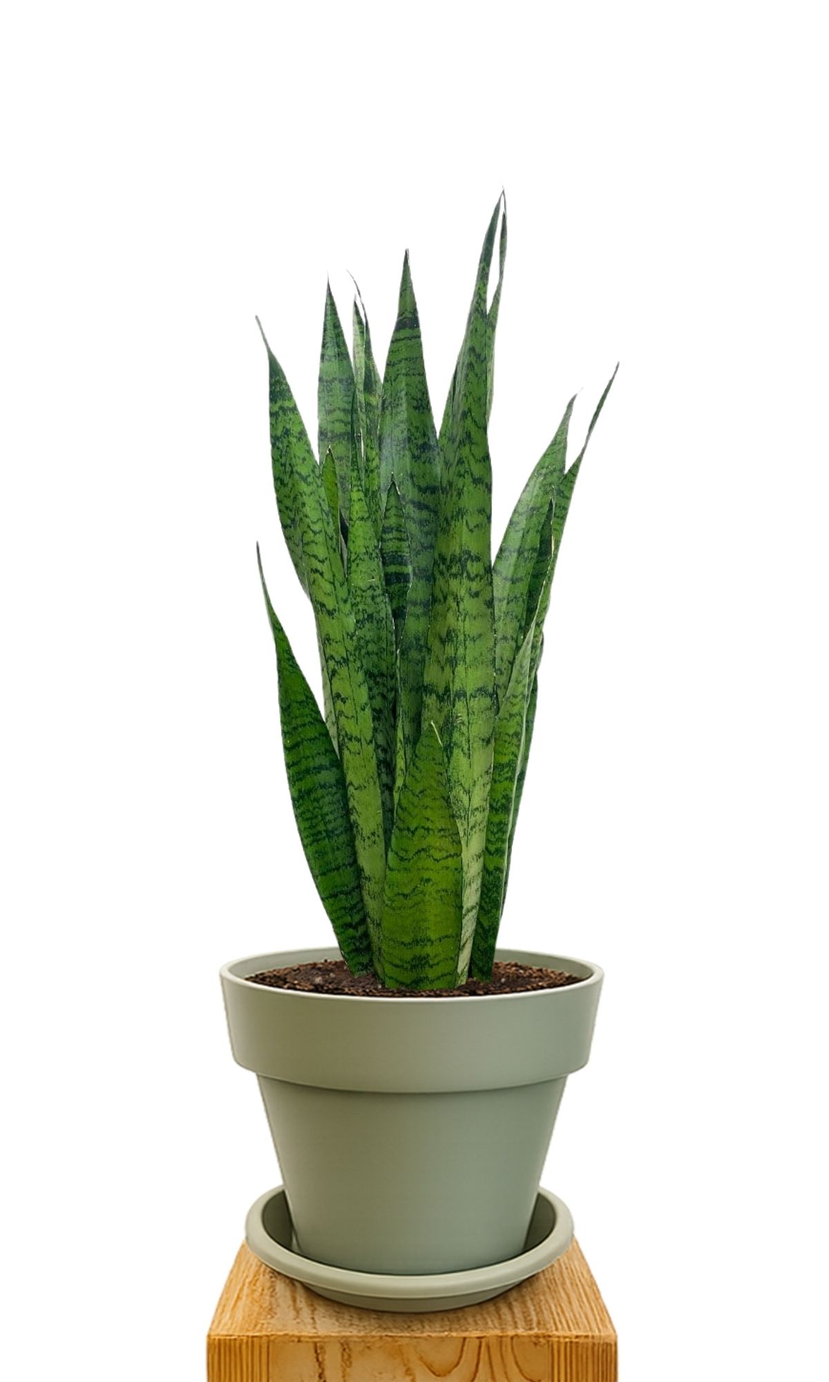 Plant kit 30 Green